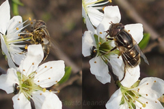Eristalinus aeneus