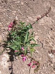 Penstemon bicolor roseus