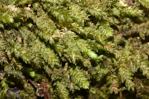 Mesochaete undulata observed 2026-05-23