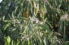 Solanum nitidum