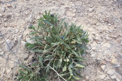 Anchusa arvensis orientalis