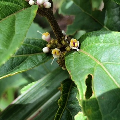 Callicarpa brevipes