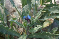 Anchusa arvensis orientalis