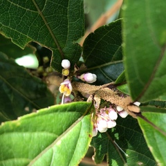 Callicarpa brevipes
