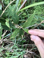 Callicarpa brevipes
