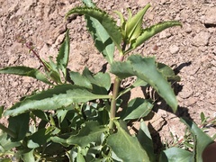 Penstemon bicolor roseus