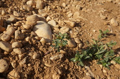 Euphorbia taurinensis