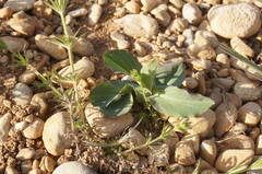 Bupleurum rotundifolium