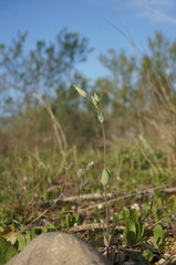 Cerastium perfoliatum