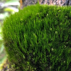 Leucobryum bowringii