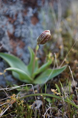 Fritillaria purdyi