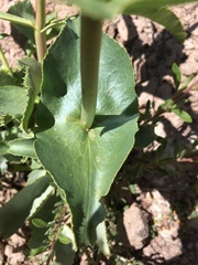 Penstemon bicolor roseus