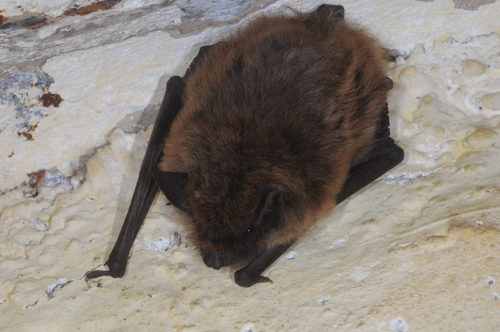 Dinelli's Myotis