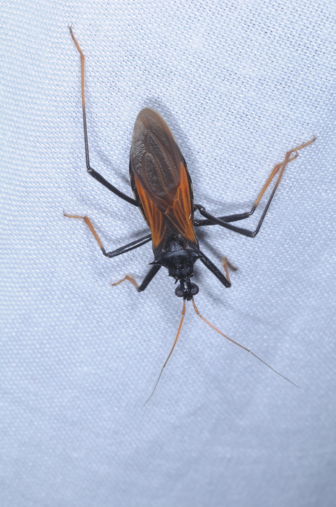 Zelurus bruchi