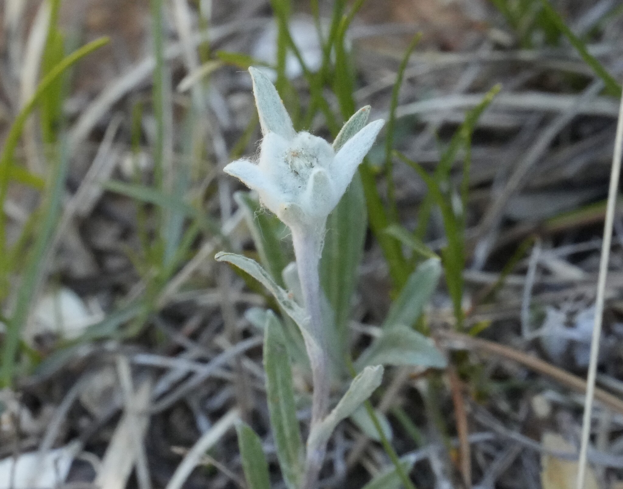 Edelweiss
