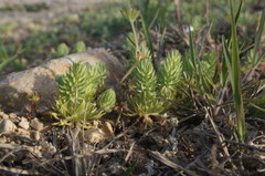 Ceratocephala falcata