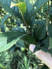 Callicarpa brevipes