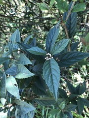Callicarpa brevipes