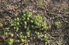 Ceratocephala falcata