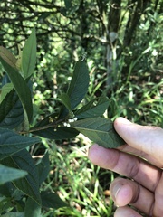 Callicarpa brevipes