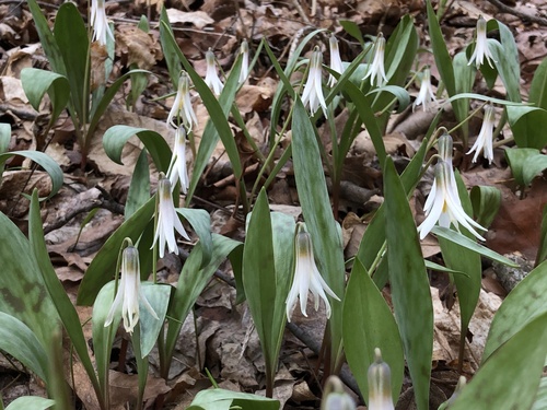 Erythronium albidum, photograph 6