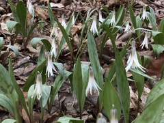 Erythronium albidum, photograph (c) Y. Liu, some rights reserved (CC BY)