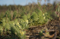 Ceratocephala falcata