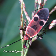 Physopelta gutta gutta