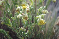 Senecio adenophyllus