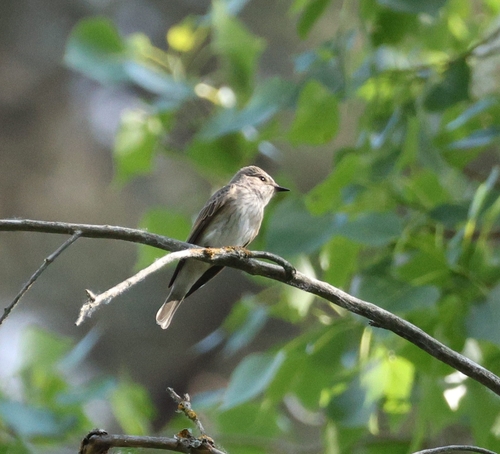 Spotted Flycatcher