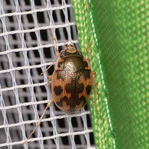 American Round Sand Beetle photo 5