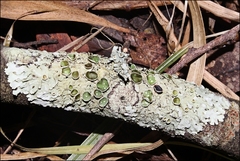 Austroparmelina pseudorelicina