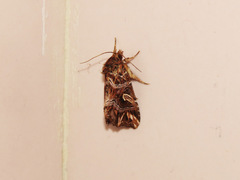 Callopistria exotica