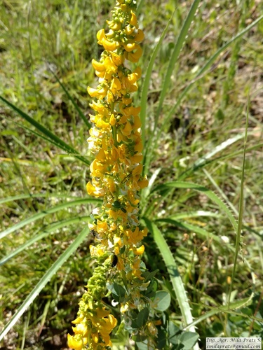Poiretia tetraphylla · iNaturalist