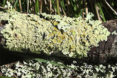Flavoparmelia rutidota