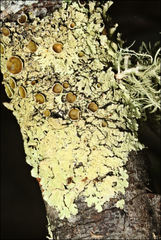 Flavoparmelia rutidota