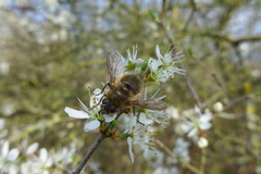 Tachina ursina