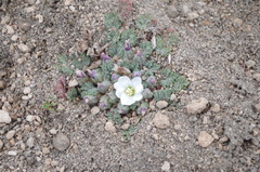 Nototriche rugosa