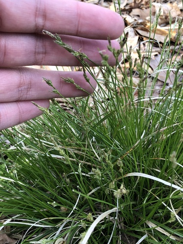 Carex albicans, photograph 2