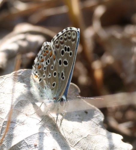 Adonis Blue