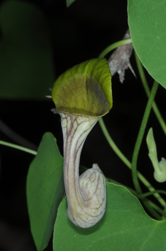Aristolochia argentina, photograph 3