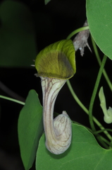 Aristolochia argentina