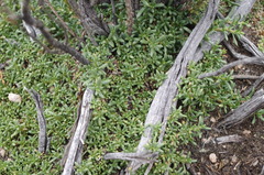 Senecio humillimus