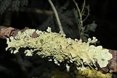 Flavoparmelia rutidota