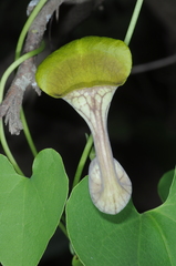 Aristolochia argentina