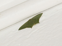 Maxates quadripunctata-subtaminata-submacularia