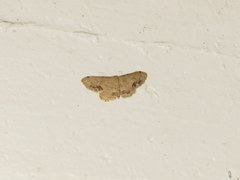 Idaea chotaria