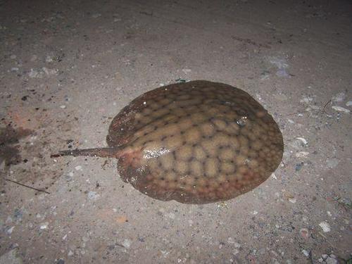Shorttail river stingray (Potamotrygon brachyura) — Potamotrygonidae — 5