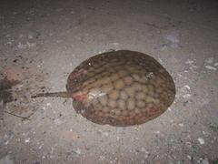 Potamotrygon brachyura