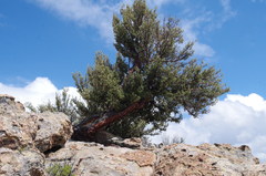 Polylepis tarapacana